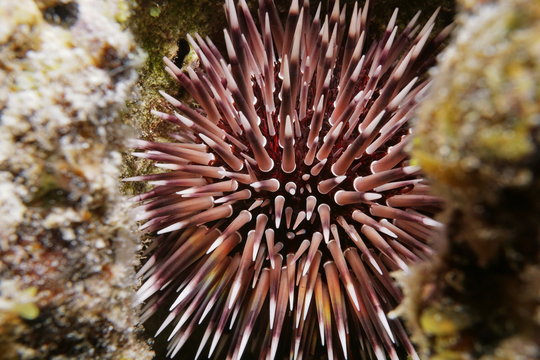 Close up view of a sea urchin Echinometra mathaei, commonly called burrowing urchin, underwater in the lagoon of Bora Bora, Pacific ocean, French Polynesia