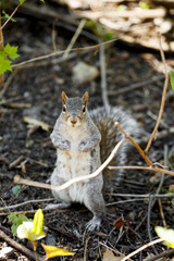 Eichhönchen im Park