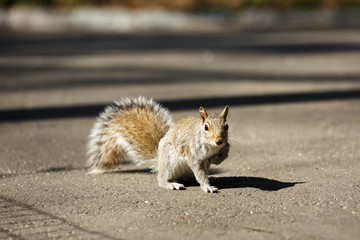 Eichh&ouml;rnchen in Amerika