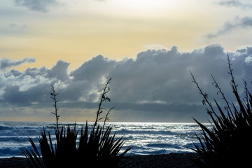Silhouette native plants along Punakaiki beach  in sunset , Punakaiki , South Island of New Zealand