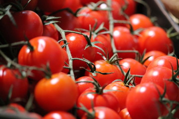 tomato tomatoes cherry on vine 