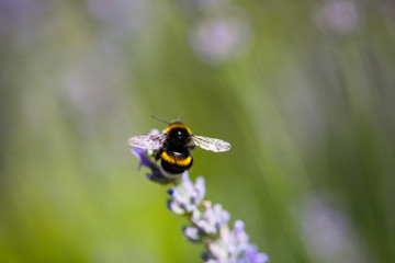 Biene auf Lavendel, macro