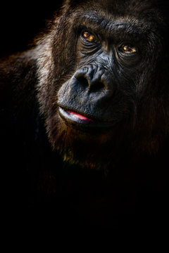 Lowland Gorilla in thought