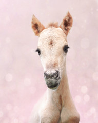 Cute newborn foal on a pink background - 165170825