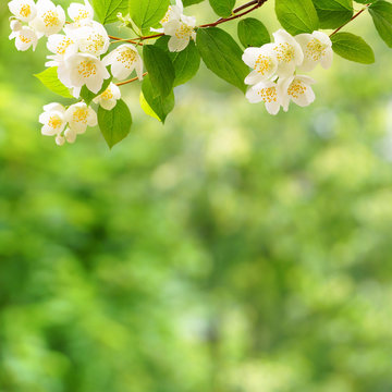 A branch of blossoming jasmine on a green background. Free space for text.