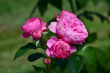 Offene und geschlossene rosa Blüten der Rose 