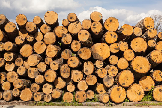 Wood processing at the parquet manufacturer