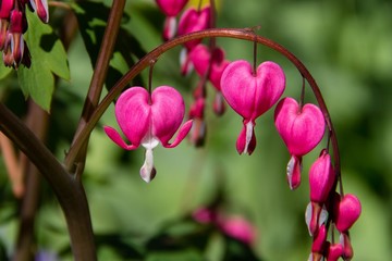 Bleeding Heart