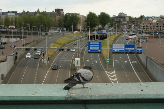Pigeon Sleeping above the Amsterdam IJ Tunnel