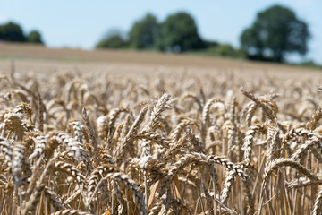 Ein Getreidefeld und landwirtschaftlicher Betrieb