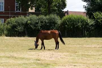 Ein Pferd auf einer Wiese