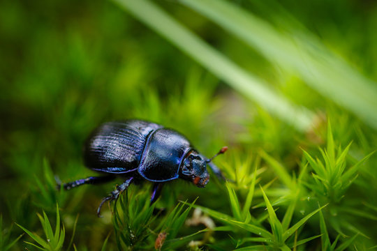 Dung beetle on green moss and grass in forest.