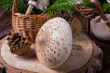 parasol mushroom (Macrolepiota procera or Lepiota procera)