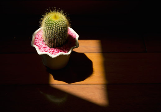 Beautiful potted cactus in light and shadow