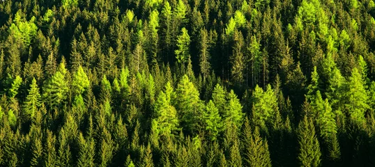 Zelfklevend Fotobehang Green forest trees texture background. Nature landscape © Ivan Kurmyshov