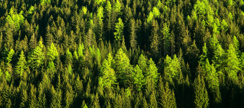 Fototapeta Green forest trees texture background. Nature landscape