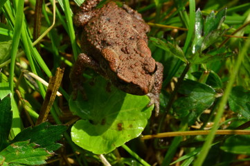 Wet weather of a toad on a green leaf on a summer morning