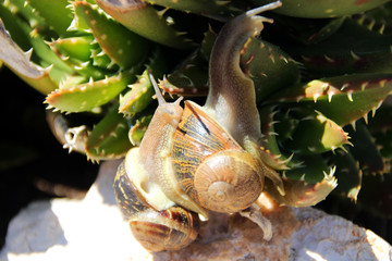 Nature d'été en Provence
