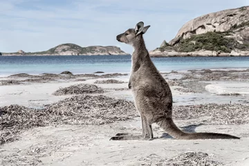 Papier Peint photo autocollant Kangourou PLAGE DE KANGOUROU AUSTRALIE