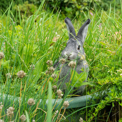 little gray rabbit / A gray, cute rabbit sits in a herb bed 