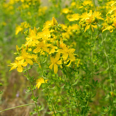 blooming St. John's wort / Blooming St. John's wort  on the meadow 
