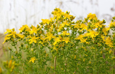 Obraz premium blooming St. John's wort / Blooming St. John's wort on the meadow 