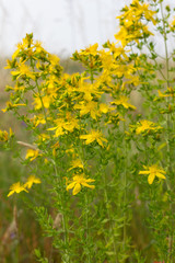 blooming St. John's wort / Blooming St. John's wort on the meadow 