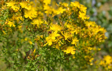 blooming St. John's wort / Blooming St. John's wort  on the meadow 