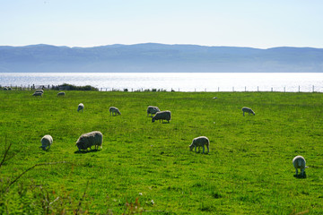 Fototapeta premium Sheep grazing on the Isle of Arran, Scotland