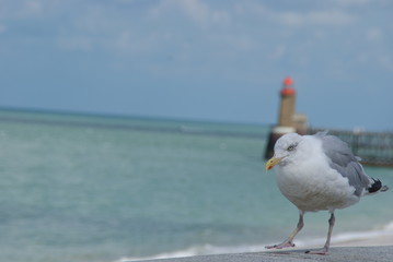 goéland 
