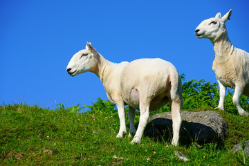 Obraz premium Sheep grazing on the Isle of Arran, Scotland
