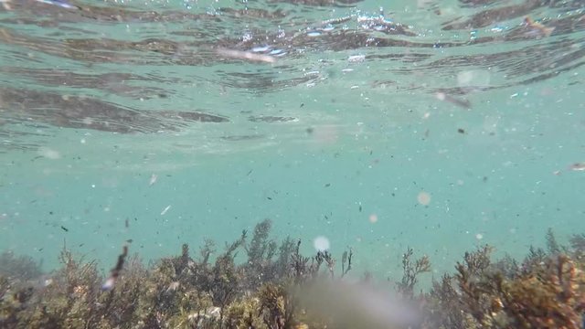 anemoni marini ed alghe mossi dalle onde del mare