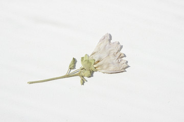 Dried flower on a white background