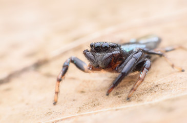 Super macro Jumping spider on dried leaf