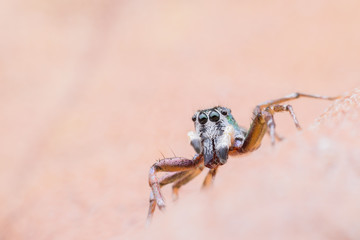 Super macro Cosmophasis umbratica or Jumping spider on dried leaf
