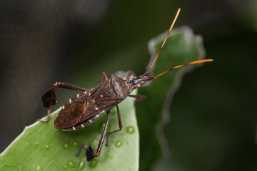 Macro Leaffooted Insect