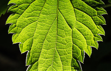 structure of a leaf