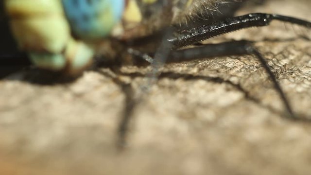 Brachytron pratense -  Hairy Dragonfly. Macro. Selective focus. 