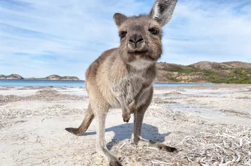 Deurstickers Kangoeroe KANGOEROE STRAND AUSTRALI