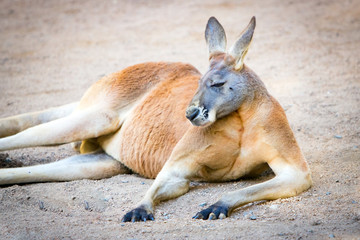 Red Kangaroo Australia