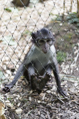 Cute little monkey behind fence