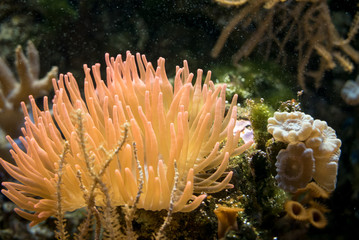 Orange anemone overgrowing the rock in saltwater.