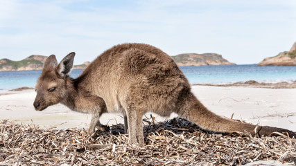 KANGAROO BEACH AUSTRALIA