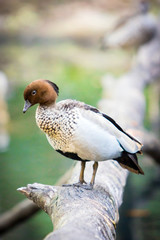 Wandering Whistling Duck Australia