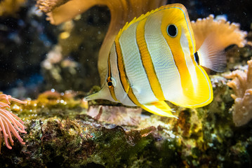 Naklejka na ściany i meble Yellow striped fish floating in saltwater.