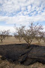 Recolección de almendras