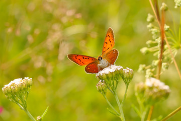 Butterfly on flower
