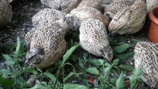 Wachteln in der Aufzucht beim Fressen von Gr&uuml;nfutter - Brennnesseln, Japanwachtel (Coturnix japonica), Haustiere f&uuml;r die Stadt