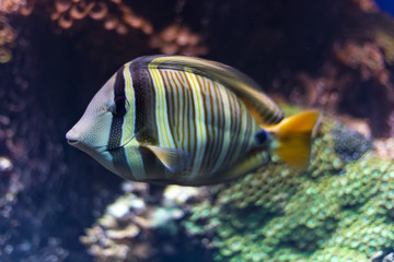 Fototapeta na wymiar Striped tropical fish swimming under water