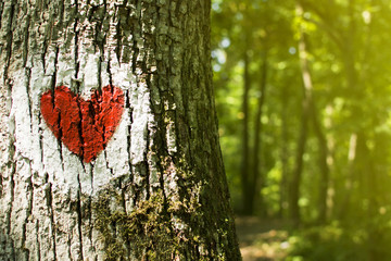 Hiking trail red and white heart shaped mark on tree bark. Beautiful summer day in the forest.
